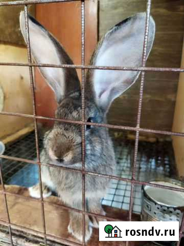 Самки мясных пород Кипень - изображение 1