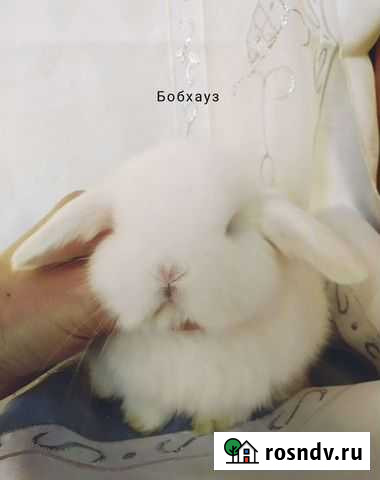 Крольчата маленькие с родословной Санкт-Петербург - изображение 1