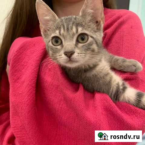 Очаровательная девочка 1.5 мес Санкт-Петербург - изображение 1