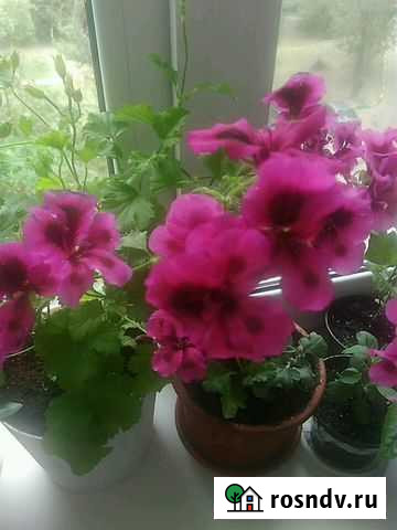 Пеларгония герань королевская Нижний Новгород - изображение 1