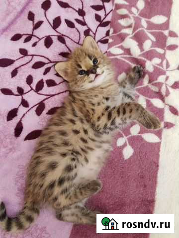 Саванна Москва - изображение 1