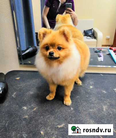 Стрижка кошек и собак в салоне. Чистка зубов ультр Казань - изображение 1