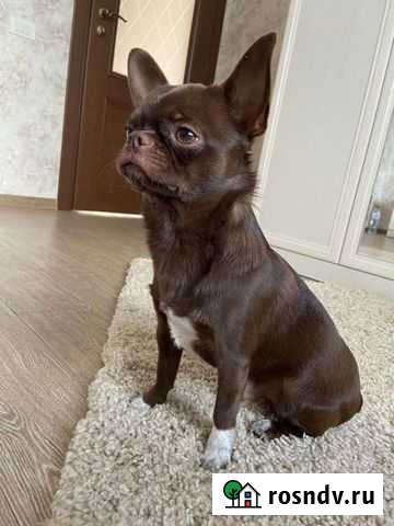 Вязка шоколадный чихуахуа Копейск - изображение 1