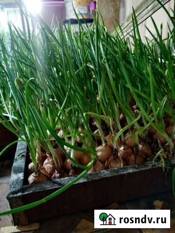 Лук зелёный. Продукты питания Соколовское - изображение 1