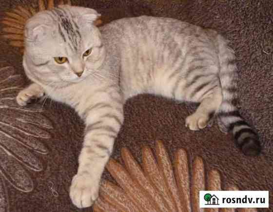 Шотландский кот на вязку Энгельс