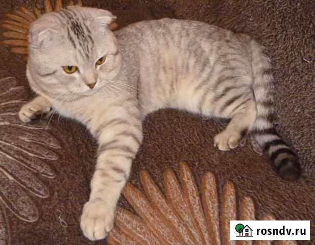 Шотландский кот на вязку Энгельс - изображение 1