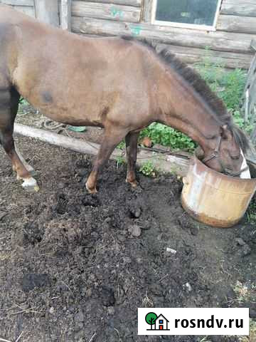 Лошадь Зональное - изображение 1