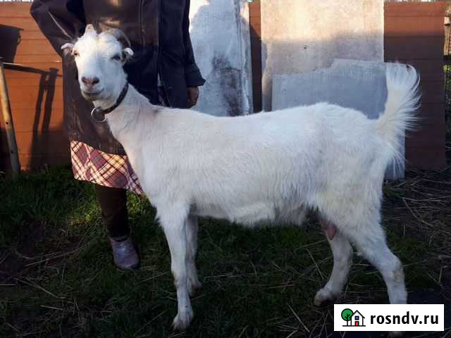 Коза Тула - изображение 1