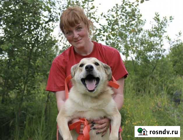 Собака в добрые руки Москва - изображение 1