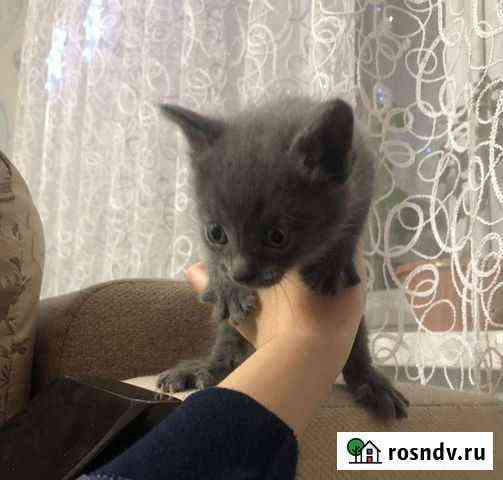 Отдам котенка в добрые руки породистые Туймазы