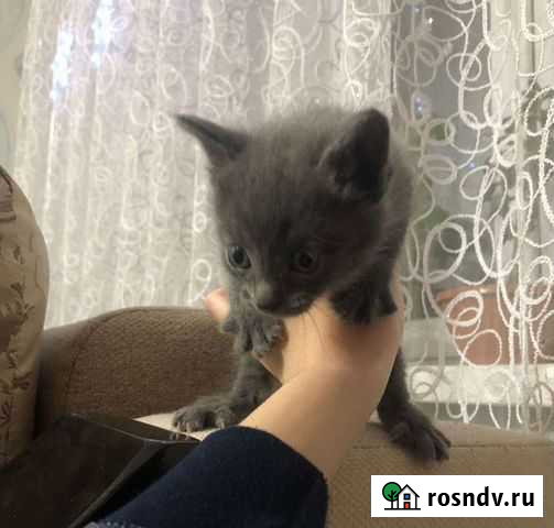 Отдам котенка в добрые руки породистые Туймазы - изображение 1