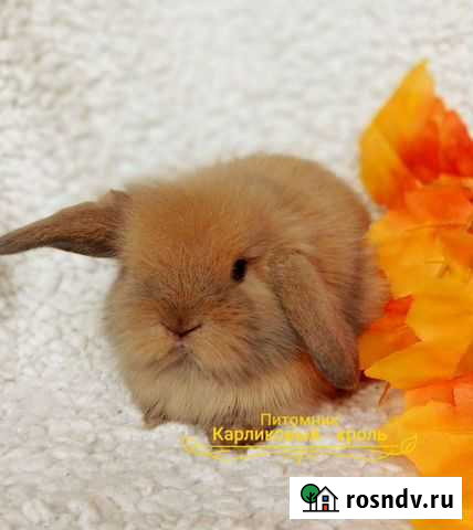 Карликовые крольчата Липецк - изображение 1
