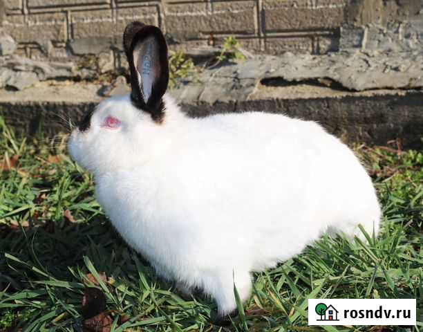 Чистокровные породистые кролики на племя Лабинск - изображение 1