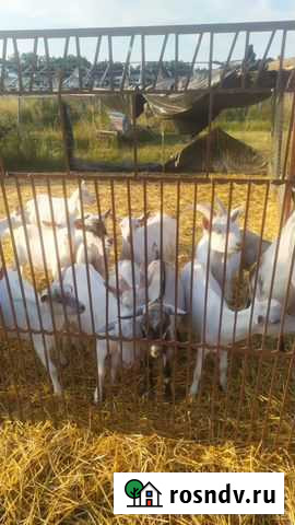 Козлята Строитель - изображение 1