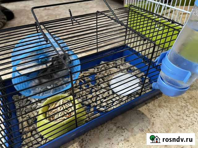 Джунгарский хомяк Набережные Челны - изображение 1