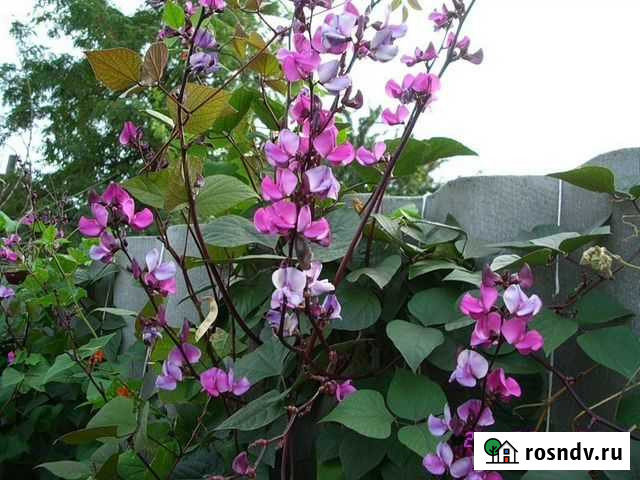 Фасоль декоративная(семена) 50 штук от Галины Волгоград - изображение 1