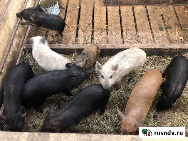 Поросята вьетнамские вислобрюхие Новосибирск - изображение 1