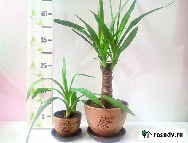 Комнатное растение Пальма Юкка Челябинск - изображение 1