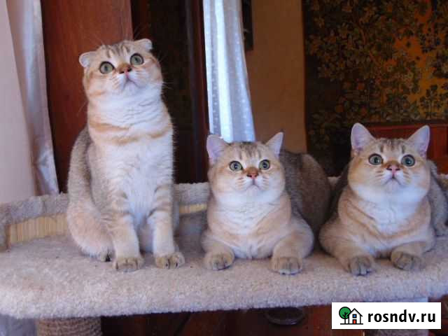 Братаны Подольск - изображение 1