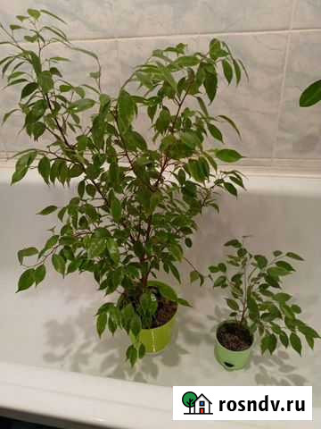 Фикус бенджамина пестролистный Волгоград - изображение 1