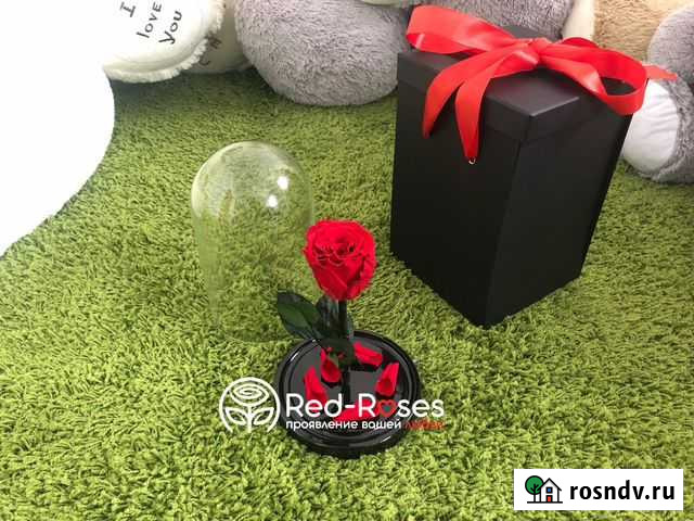 Живая роза в колбе 23 см (Бордовая) Санкт-Петербург - изображение 1