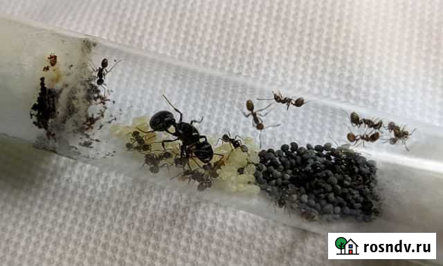 Колония муравьев Матка + 20-30 жнецов. Фермы Улан-Удэ - изображение 1