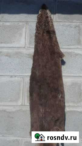 Шкура Алтайское - изображение 1