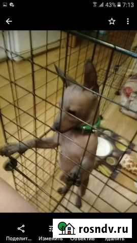 Вольер для щенков Луховицы - изображение 1