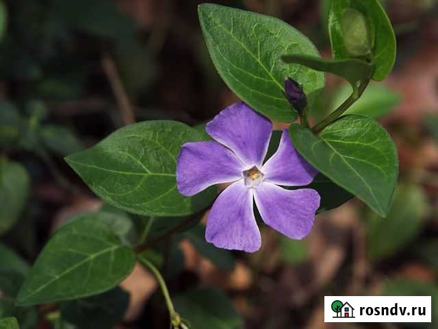 Cпутниковая тарелка Golden Interstar Майкоп - изображение 1