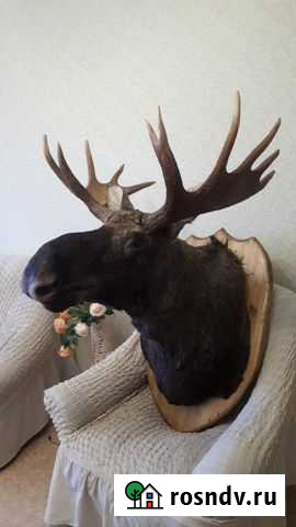 Чучело головы Лося Красное-на-Волге - изображение 1