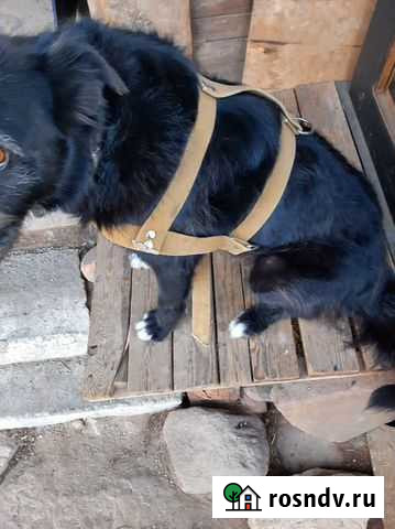 Шлейка для собак Златоуст - изображение 1