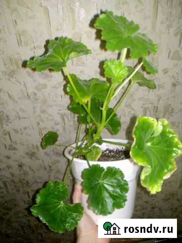 Пеларгония герань Омск - изображение 1