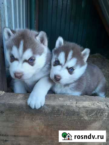 Щенки хаски Кореновск - изображение 1