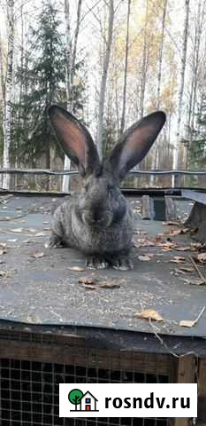 Кролики ризен Вышний Волочек - изображение 1