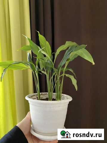 Комнатные цветы. Спатифиллум Санкт-Петербург - изображение 1