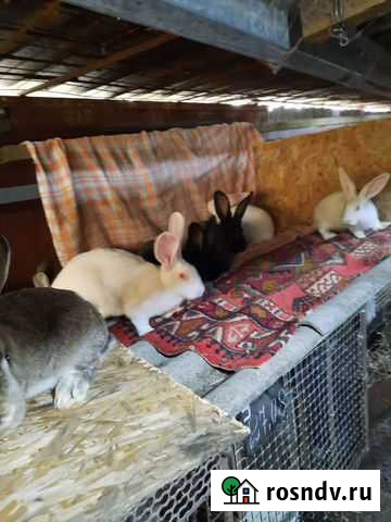 Калифорнийские кролики Белореченск - изображение 1