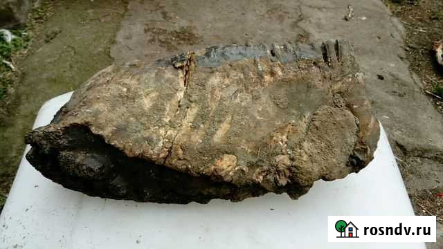 Зуб мамонта Таврическое - изображение 1