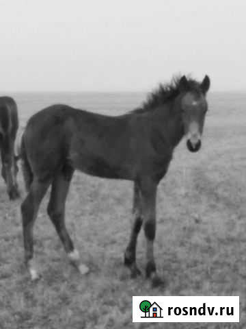 Жеребята Чесма - изображение 1