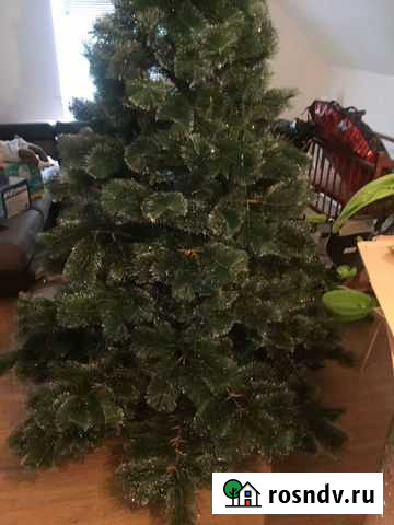 Ель сосна новогодняя Брянск - изображение 1