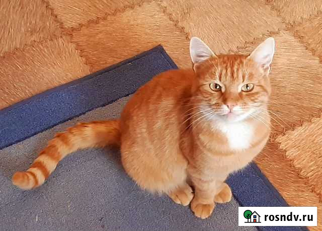 Персик хочет домой Тамбов - изображение 1