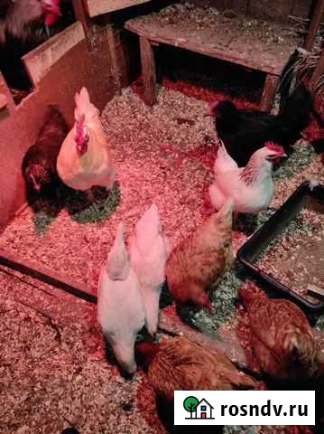 Куры несушки Коломна - изображение 1