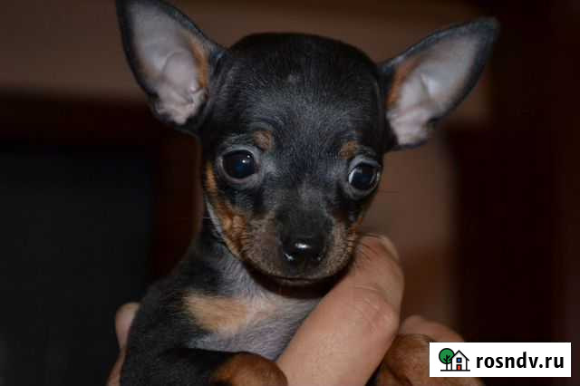 Той терьеры Краснодар - изображение 1