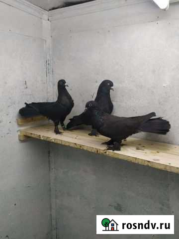 Голубь Москва - изображение 1