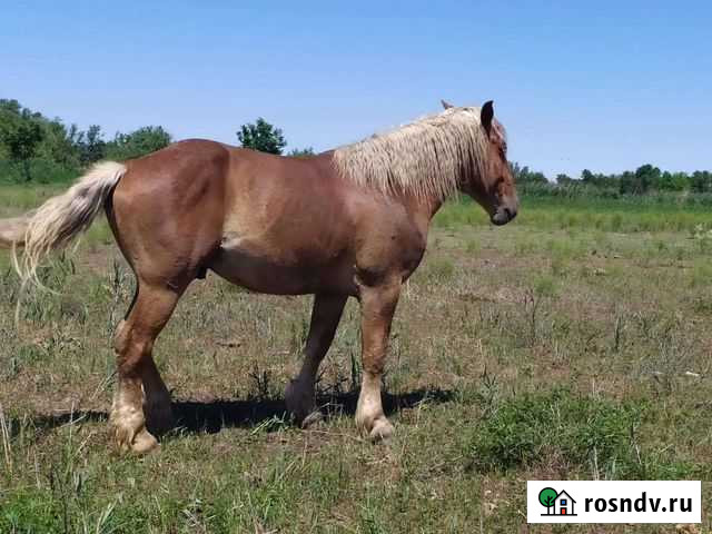 Донские и тяжеловозы Оранжереи - изображение 1