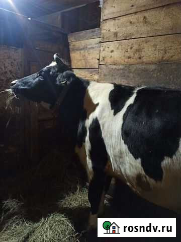 Корова (племенная телка) голштинка Тверь - изображение 1