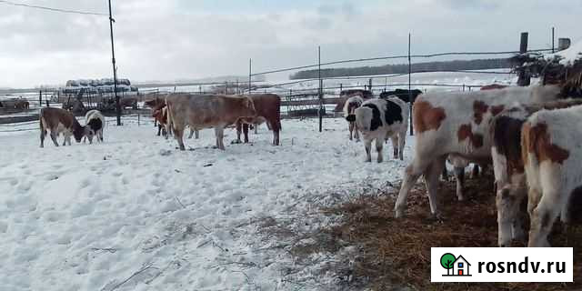 Телята, бычки, быки, тёлочки Дюртюли - изображение 1