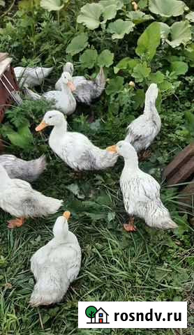 Утки Москва - изображение 1