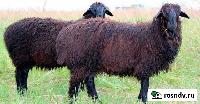 Бараны и ягнята этого года живым весом Москва - изображение 1