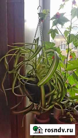 Хлорофитум хохлатый Санкт-Петербург - изображение 1