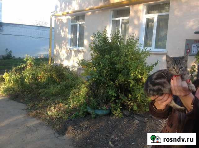 Кошечка - 2 месяца, раскрас Бенгал, осень красивая Киреевск - изображение 1